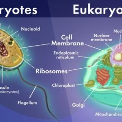 Eukaryotic chromosomes cells nucleus organelles membrane ribosomes nucleolus cytoplasm tierische zelle golgi biology proteins vacuole lipids endoplasmic reticulum