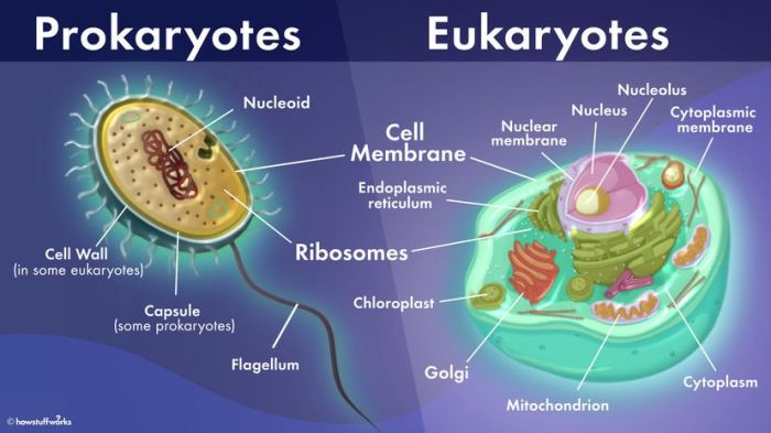 Eukaryotic chromosomes cells nucleus organelles membrane ribosomes nucleolus cytoplasm tierische zelle golgi biology proteins vacuole lipids endoplasmic reticulum