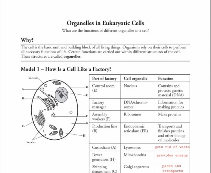 Pogil organelles in eukaryotic cells