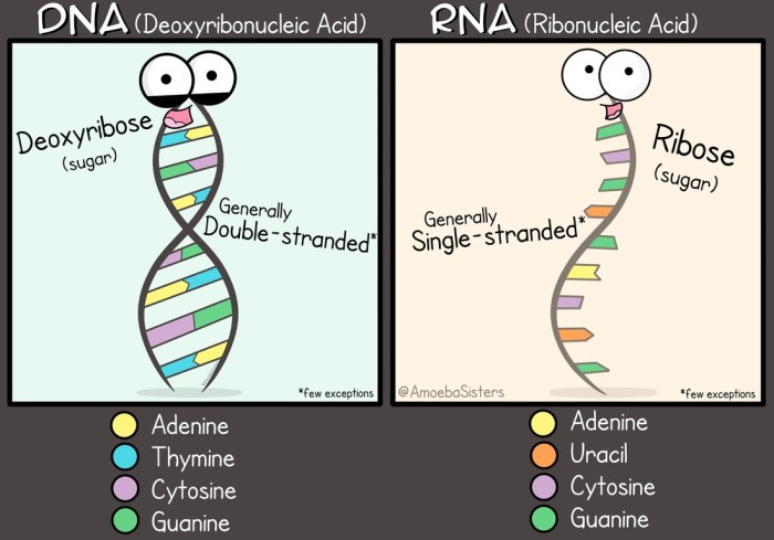 Dna vs rna amoeba sisters answer key