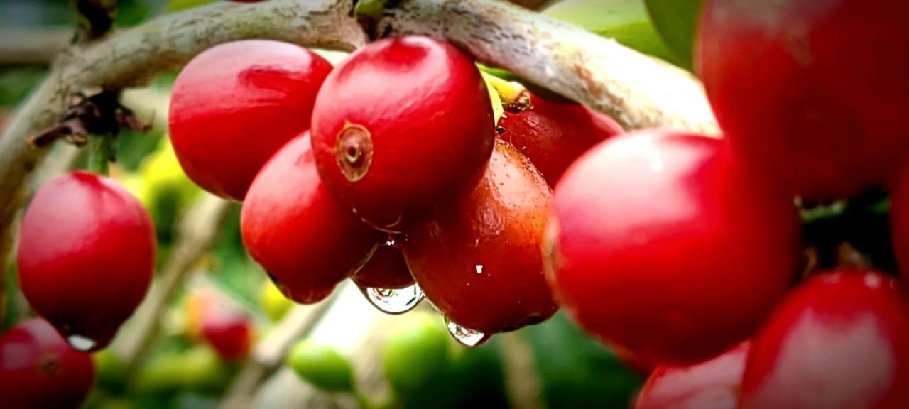 The nation of kona cultivates coffee beans