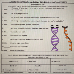 Dna vs rna amoeba sisters answer key