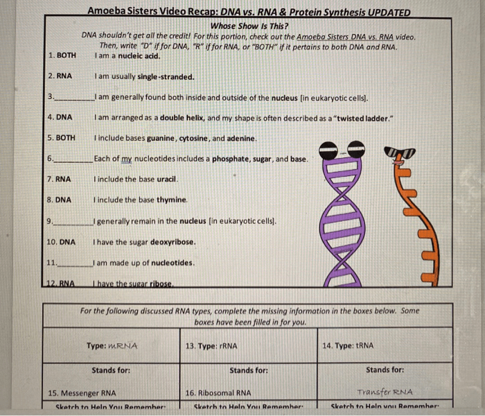 Dna vs rna amoeba sisters answer key