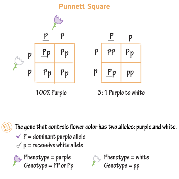 Pedigree trait males represent genetics solved females hereditary circles explanation