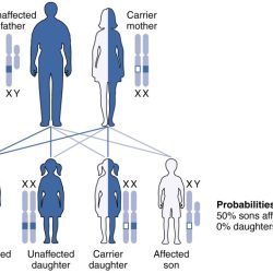 Match these genotypes with the correct genetic symbols.