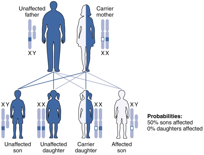 Match these genotypes with the correct genetic symbols.