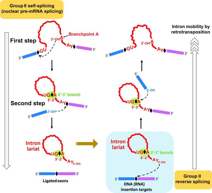 During the splicing reaction the intron-exon junctions are recognized by