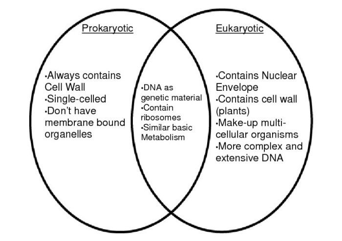 Venn diagram on prokaryotic and eukaryotic cells