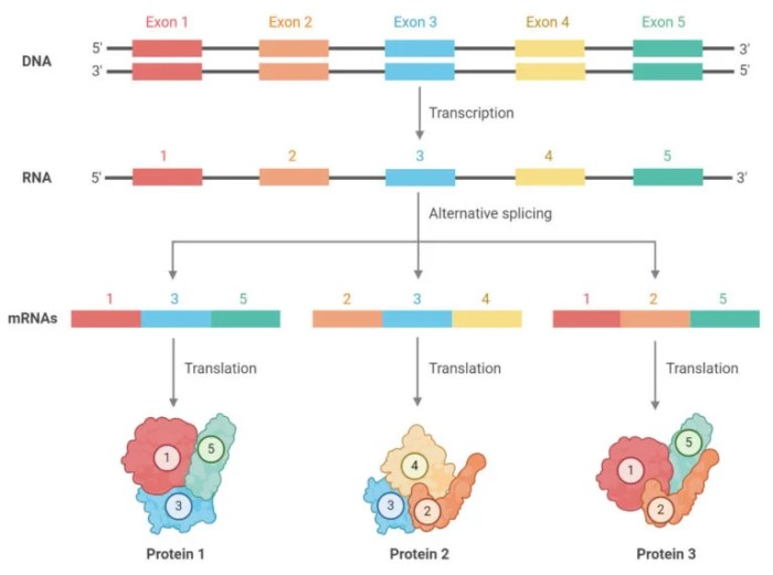 During the splicing reaction the intron-exon junctions are recognized by