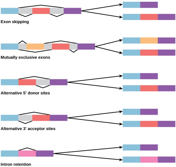 Exon splicing dmd skipping protein mutation mrna make weekly primer therapy demonstrates able shown above final into