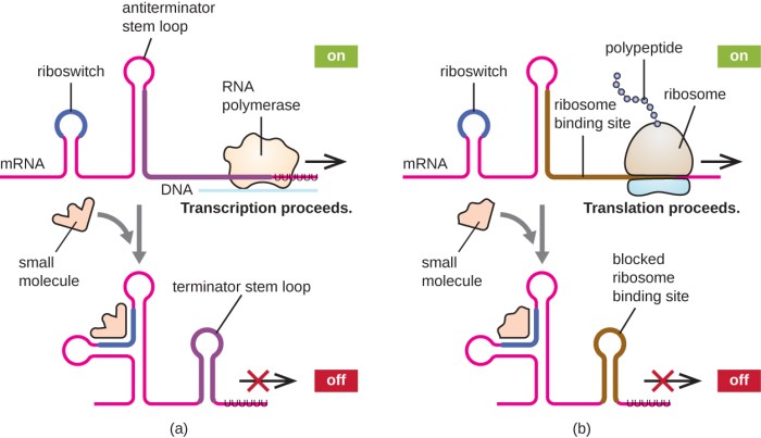 Which of the following dipeptides will form from this mrna