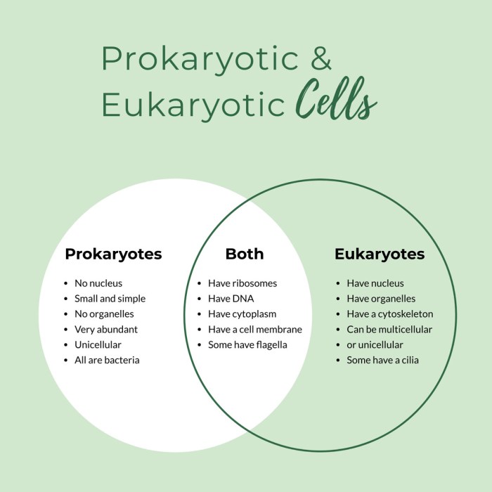 Venn prokaryotic eukaryotic eukaryote prokaryote topsimages