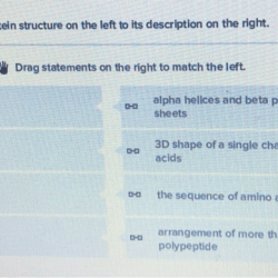 Match the level of protein organization with the proper description