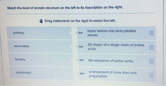 Match the level of protein organization with the proper description