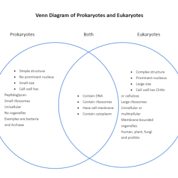 Diagram virus eukaryotic cell prokaryotic venn triple veen comparing contrasting create