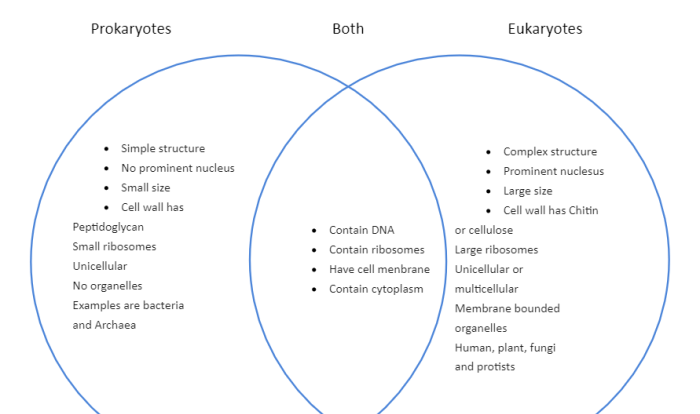 Diagram virus eukaryotic cell prokaryotic venn triple veen comparing contrasting create