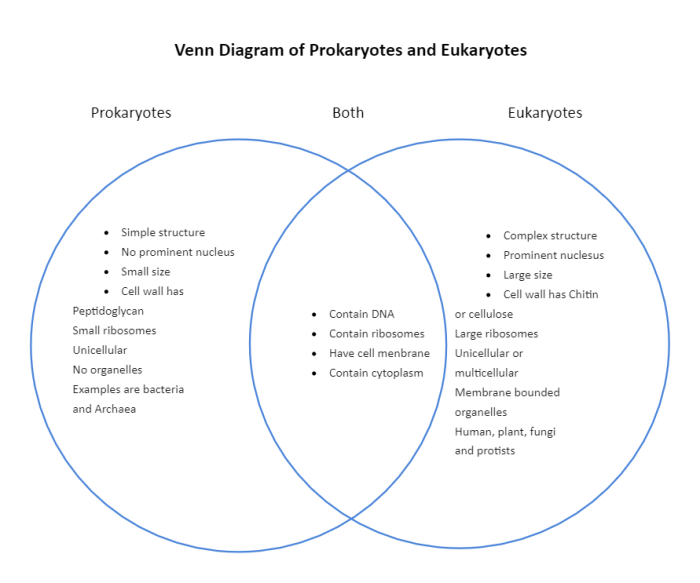 Diagram virus eukaryotic cell prokaryotic venn triple veen comparing contrasting create