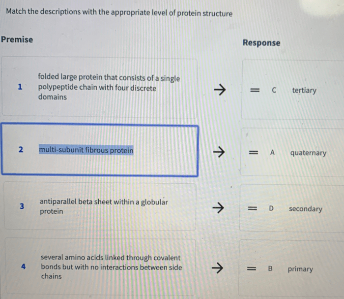 Match the level of protein organization with the proper description
